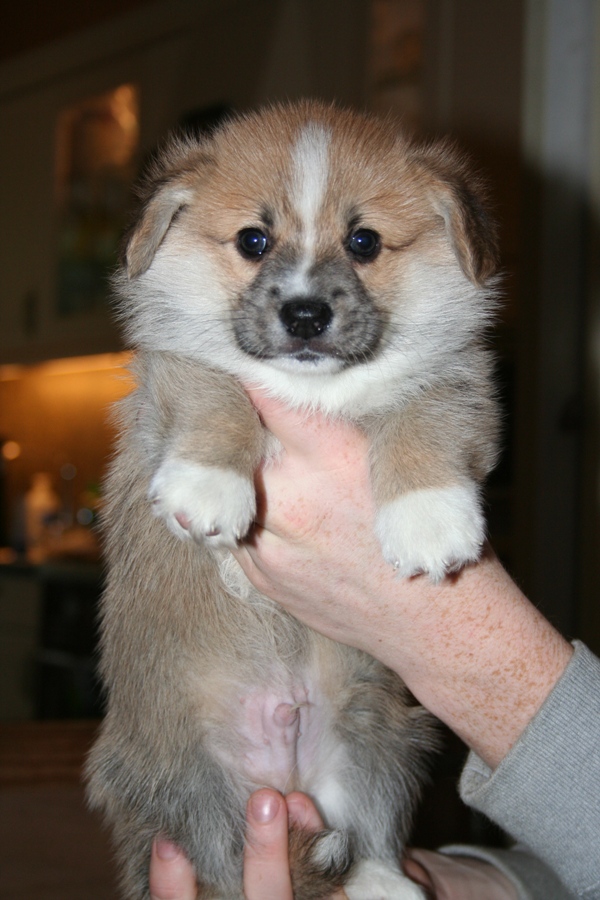Puppies